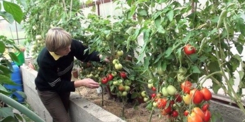 Pravilna njega paradajza nakon sadnje u zemlju